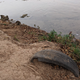 Image for article titled I Found A Car Buried In A Texas Riverbed. Can You Identify It With These Clues?